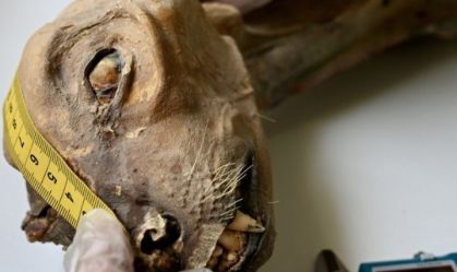 Guepardos mumificados de até 2 mil anos são encontrados na Arábia Saudita