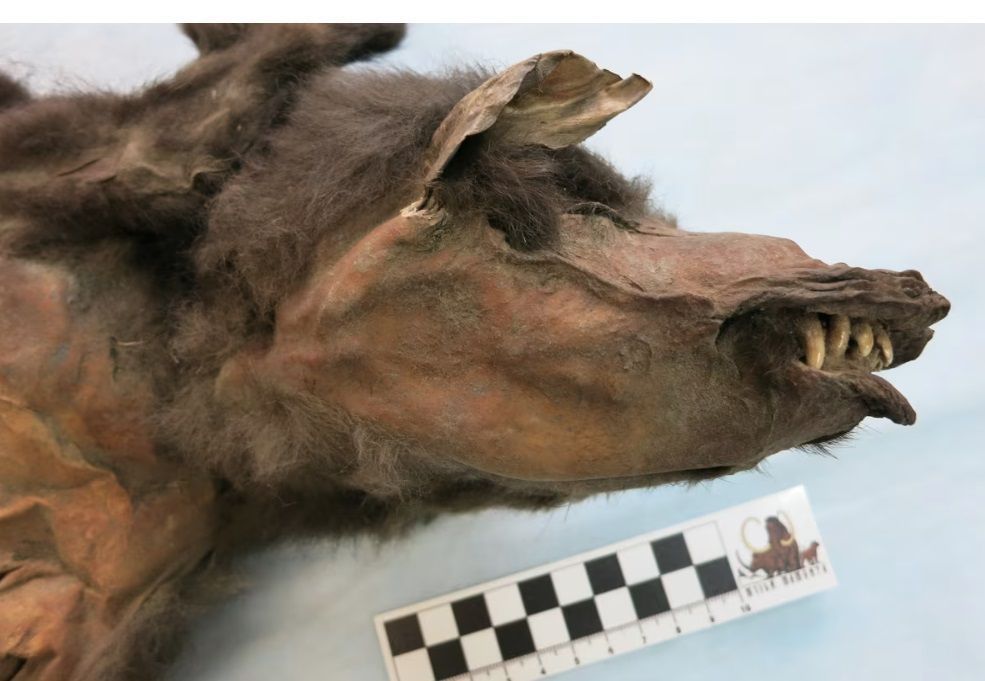 Fóssil canadense revela um dos primeiros animais herbívoros da