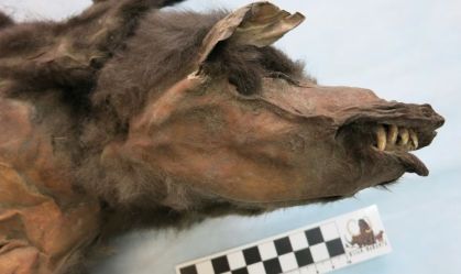 Resto de intestino de lobo pré-histórico revela refeição de gigante glacial