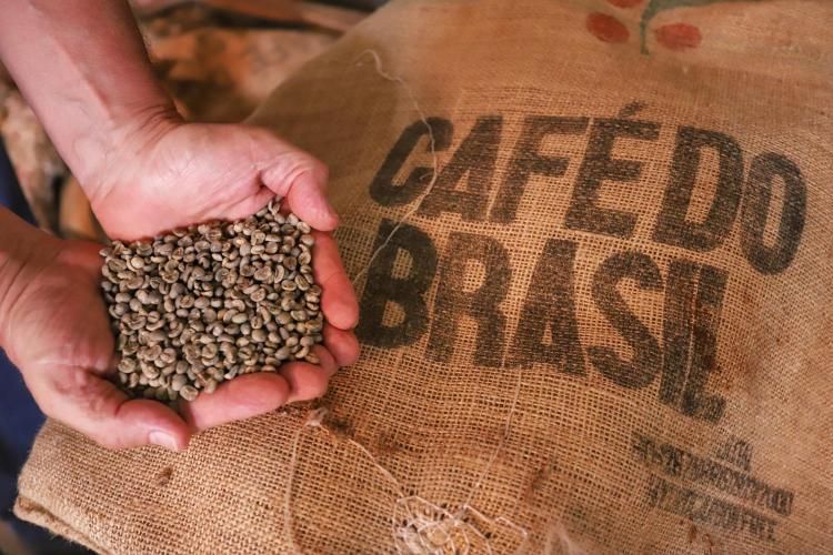 Colheita do café arábica ganha ritmo e preço perde força