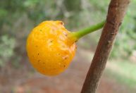 Mama-cadela: conheça a fruta do Cerrado rica em vitamina A