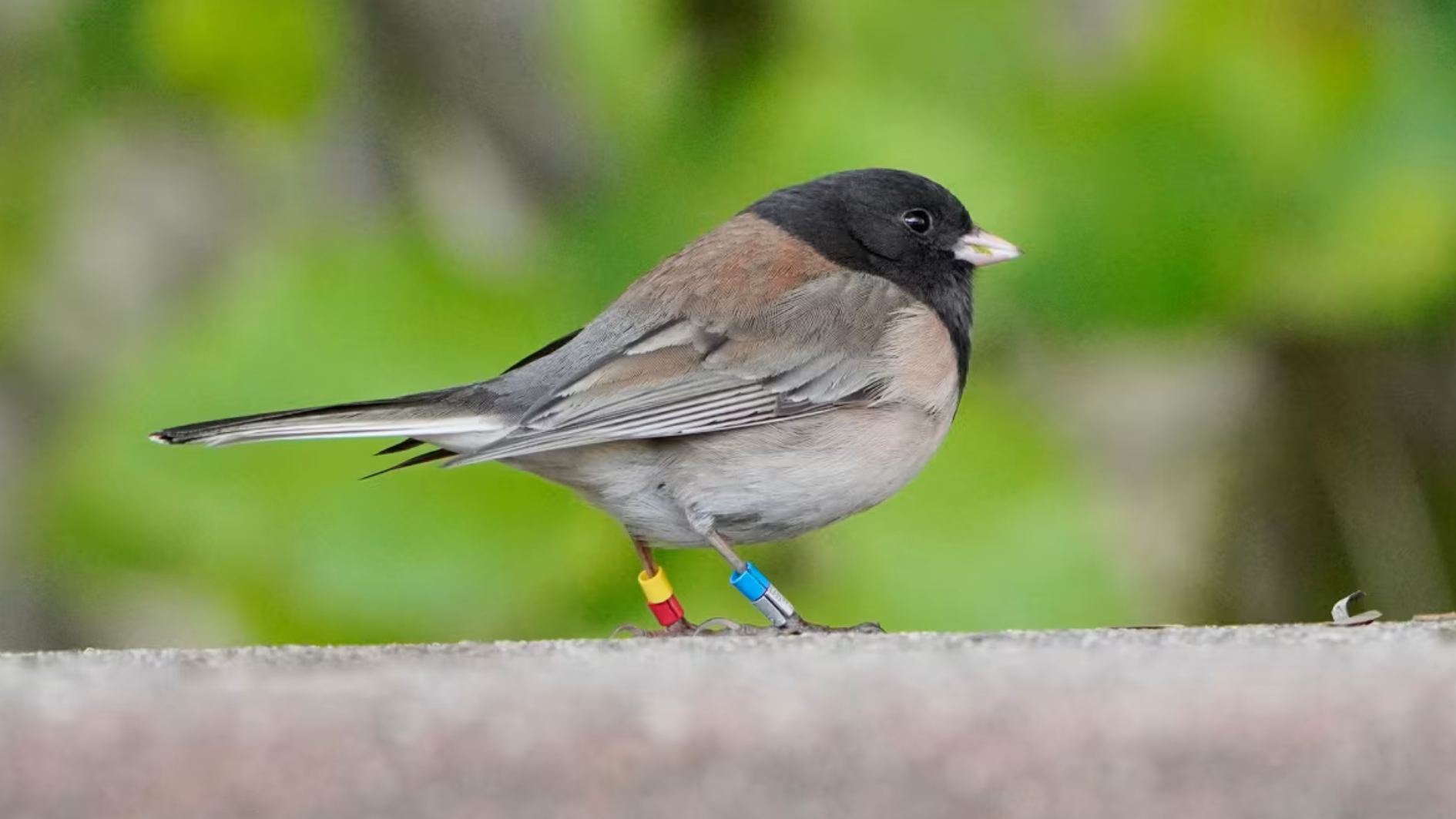 pássaros canoros do gênero Junco-de-olhos-escuros mudaram o tamanho dos bicos durante o período da pandemia de Covid nos Estados Unidos por conta da mudança da oferta de alimento em um campus da Universidade da Califórnia