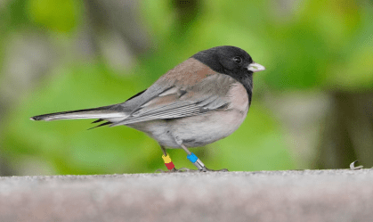 Pássaros mudaram os bicos durante a pandemia nos EUA; entenda o que ocorreu