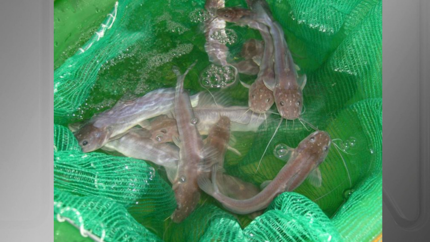 Peixe Jundiá será utilizado no experimento • UFMS