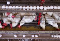 Pilgrim's, da JBS, vai investir US$ 1,3 bi no México até 2030