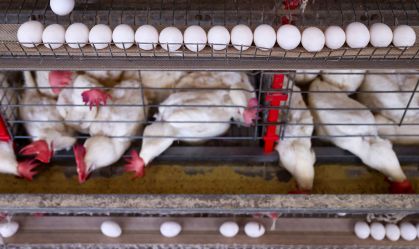 Pilgrim's, da JBS, vai investir US$ 1,3 bi no México até 2030