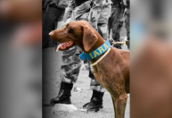 Conheça a história de Iara, cadela que morreu durante buscas por crianças