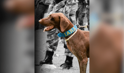 Conheça a história de Iara, cadela que morreu durante buscas por crianças