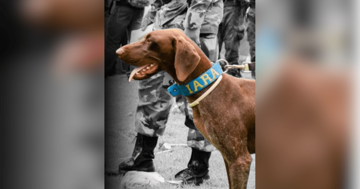 Conheça a história de Iara, cadela que morreu durante buscas por crianças