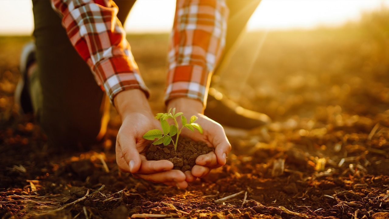 Agricultura regenerativa gera créditos de carbono