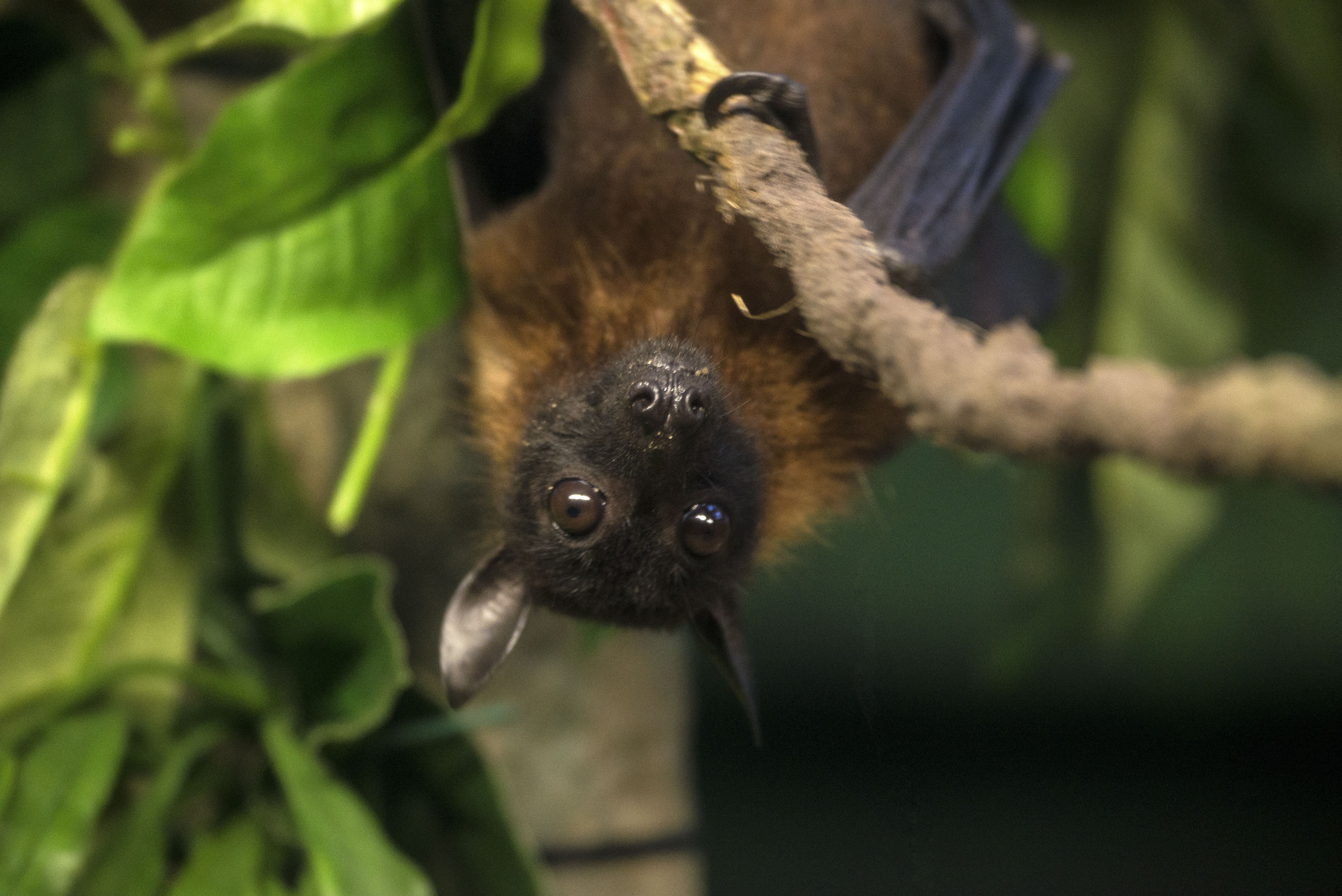 Indian Flying Fox Bat