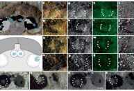 Peixe de 4 olhos de milhões de anos levanta nova teoria sobre ancestrais