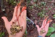 "The Last of Us Amazônia": fungo torna tarântula zumbi e cresce para fora