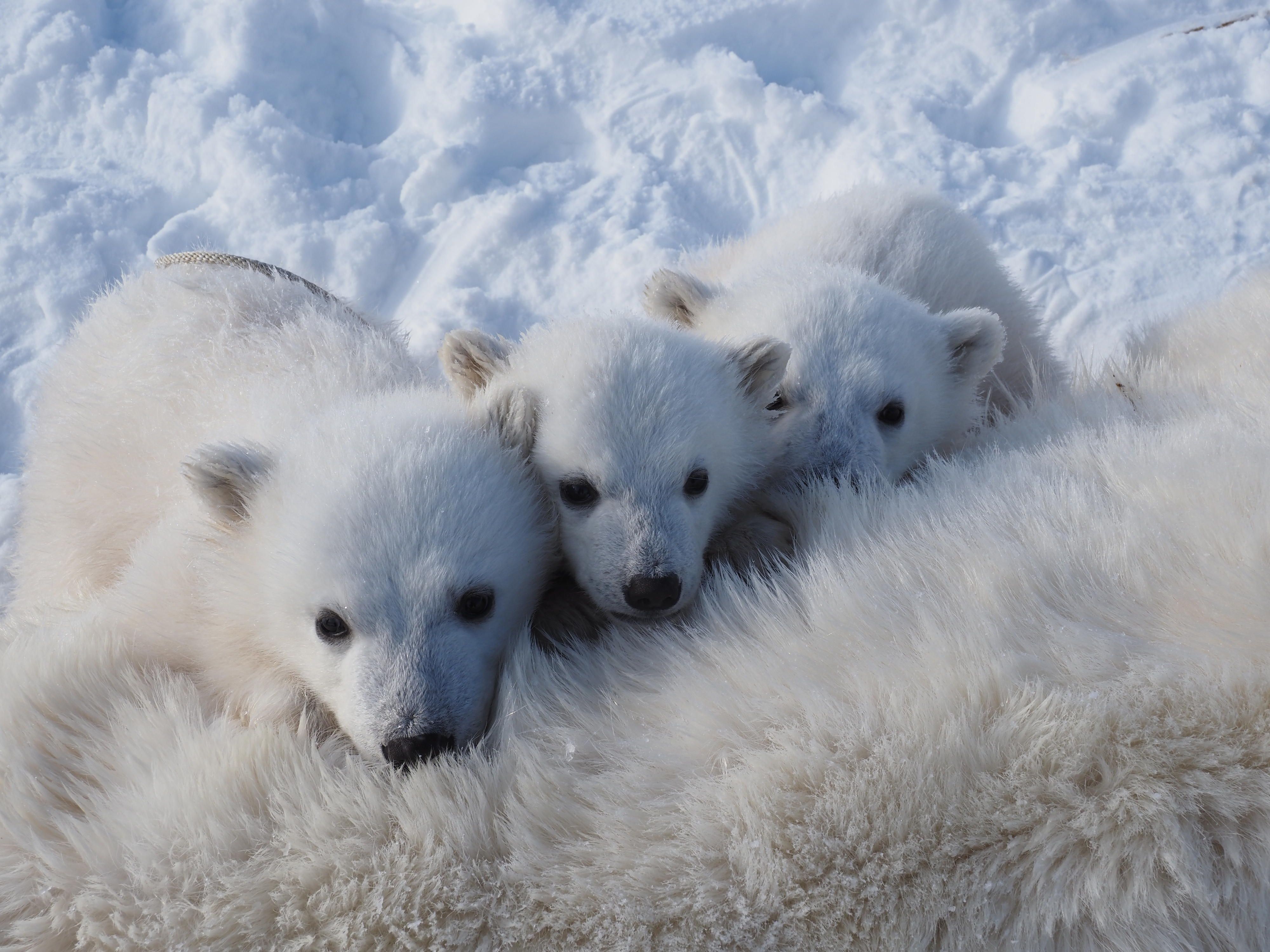 Três filhotes de urso polar se reúnem ao redor da mãe • Jon Aars / Instituto Polar Norueguês