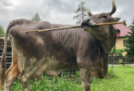 Vaca de estimação intriga cientistas ao se coçar com vassoura sem ajuda