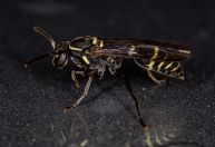 Veneno de vespa abre nova frente na busca por terapias contra o Alzheimer
