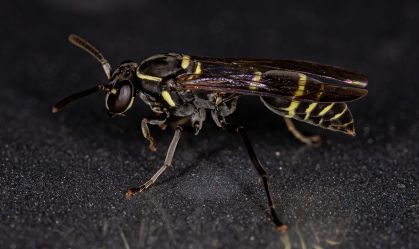 Veneno de vespa abre nova frente na busca por terapias contra o Alzheimer