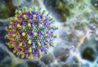 Vírus Nipah: o que é, sintomas, transmissão e tratamento