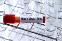 Vírus Nipah: taxa de mortalidade pode chegar a 75%