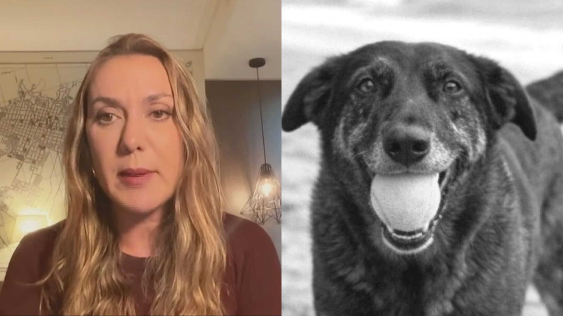 Imagem de destaque do post: "Casos como do cão Orelha acontecem diariamente no Brasil", diz juíza