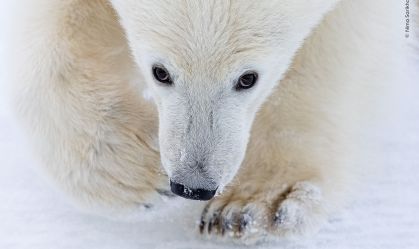 Fotos incríveis disputam prêmio de Fotógrafo de Vida Selvagem de 2026