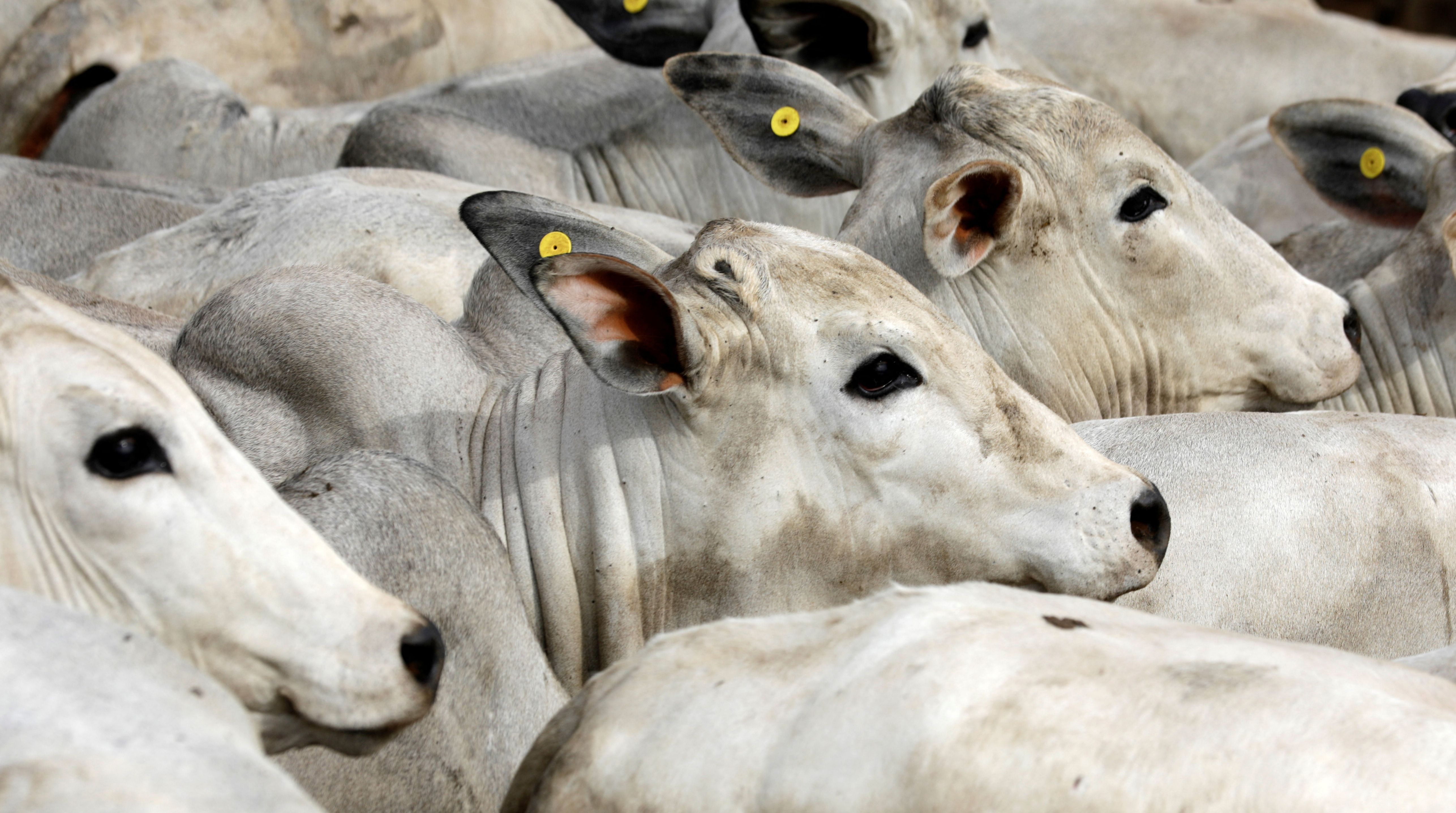 1-2022-01-12T133508Z_1_LYNXMPEI0B0LG_RTROPTP_4_USA-BRAZIL-BEEF