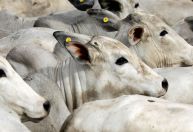 A arroba do boi gordo atinge valor recorde, segundo Cepea