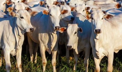 Preço do boi tem alta acumulada de quase 5% em fevereiro