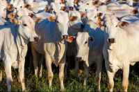 Preço do boi tem alta acumulada de quase 5% em fevereiro