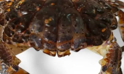 Por que comer o "caranguejo do diabo" pode ser fatal? Entenda