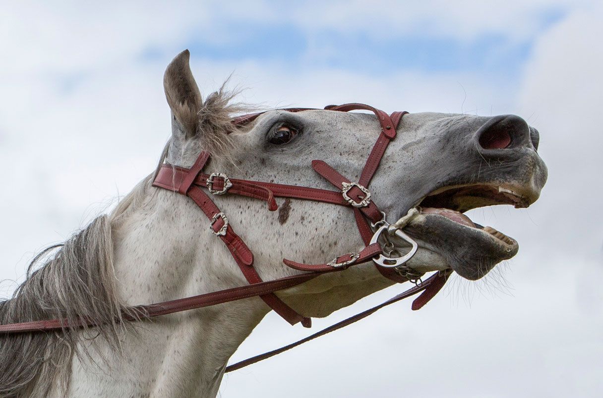 _20260223_on_horse
