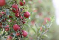 Safra de maçã recupera e já movimenta R$ 10 bilhões no Brasil