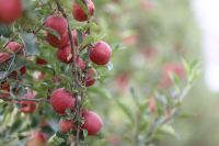 Safra de maçã recupera e já movimenta R$ 10 bilhões no Brasil