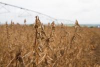Preço futuro da soja atinge maior nível em três meses na bolsa de Chicago