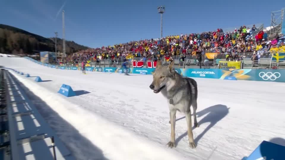 Olympics - Who let the dog out? Canine challenger gatecrashes cross-country race