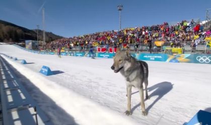 Cheio de entusiasmo, cachorro invade prova de esqui feminino na Olimpíada de Inverno; veja