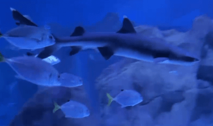 Nascimento surpresa: Tubarão ameaçado nasce sem gravidez detectada