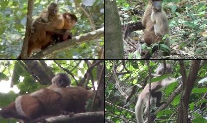 Mutação rara muda a pelagem de macaco-prego no Ceará