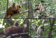 Mutação rara muda a pelagem de macaco-prego no Ceará