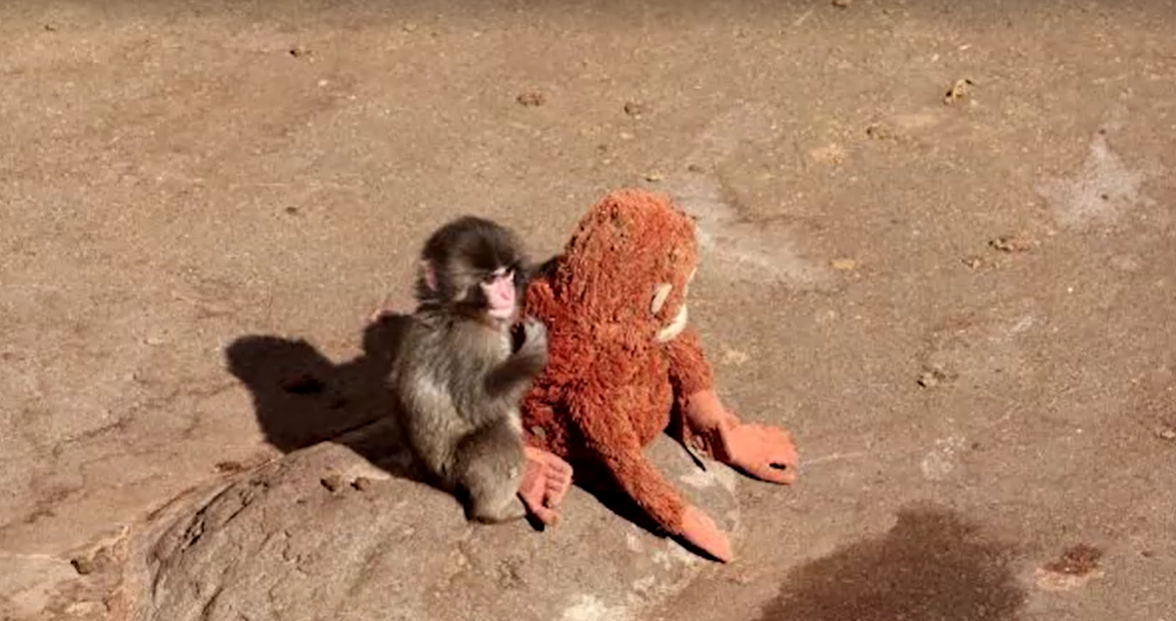MACACO PELÚCIA JAPÃO