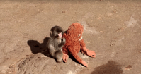 Macaco “adota” pelúcia após ser rejeitado pela mãe em zoológico no Japão