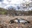 Pinguins são mortos por espécie que estava ameaçada de extinção local