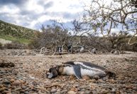 Pinguins são mortos por espécie que estava ameaçada de extinção local