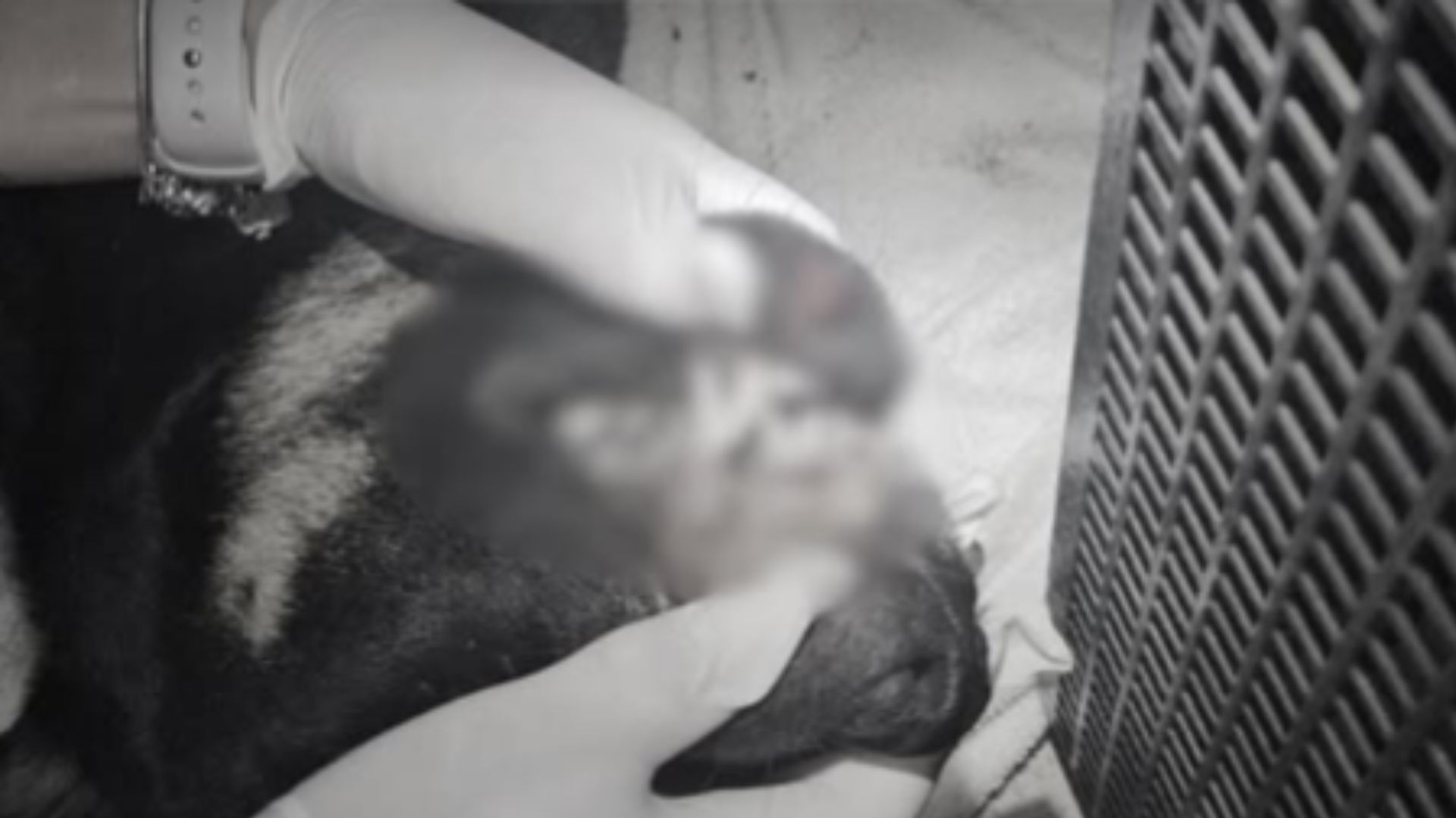 CÃO-MAUS-TRATOS-ITAJAÍ