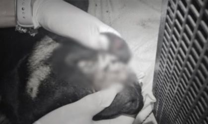 Adolescentes são apreendidos após matar cão jogando de prédio em SC