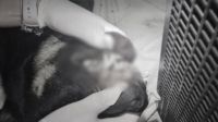 Adolescentes são apreendidos após matar cão jogando de prédio em SC