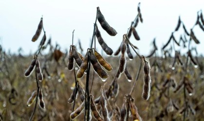 Soja encharcada em MT