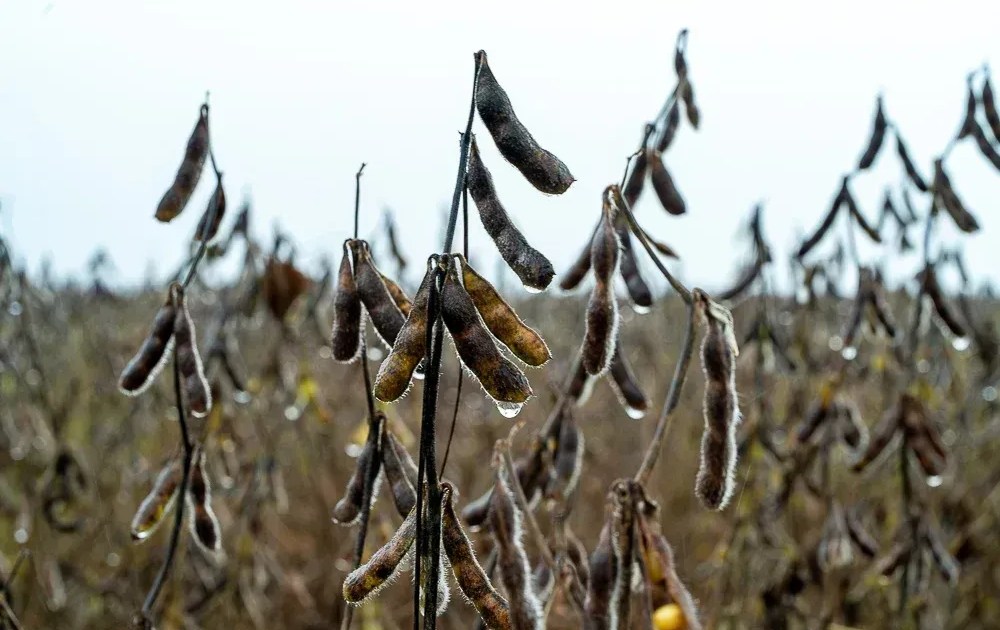 Soja desvaloriza após decisão da EPA sobre biocombustíveis