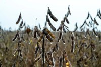 Novas regras para soja favorecem tradings