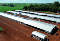 MBRF vai investir R$ 375 milhões na produção aves e suínos no Paraná